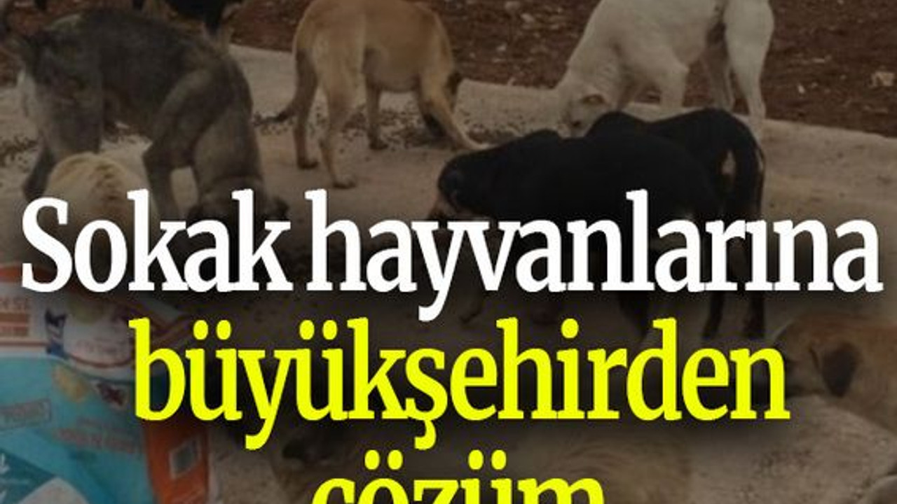 Sokak hayvanlarına büyükşehirden çözüm
